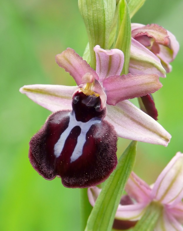 Ophrys sipontensis dal Gargano.....